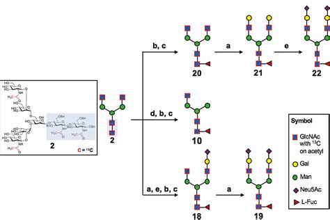 FUT8 From Biochemistry To Synthesis Of Core Fucosylated N Glycans