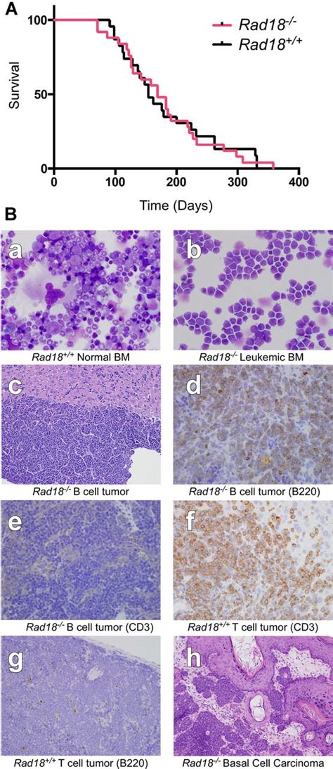 Effects Of Repeat Dmba Treatment On Survival And Malignancy In Rad18