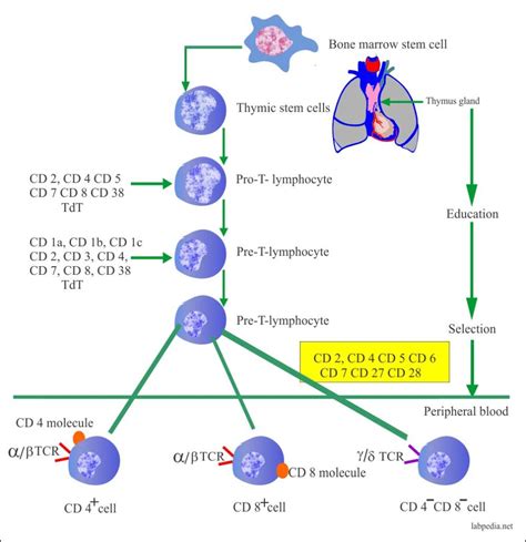 Chapter 8 Specific Immune Cells B And T Lymphocytes Nk Cell Null