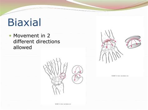 PPT - The Articular System PowerPoint Presentation - ID:3868640 