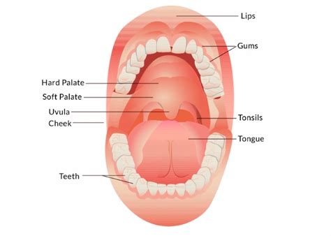 Oral Cavity | PDF