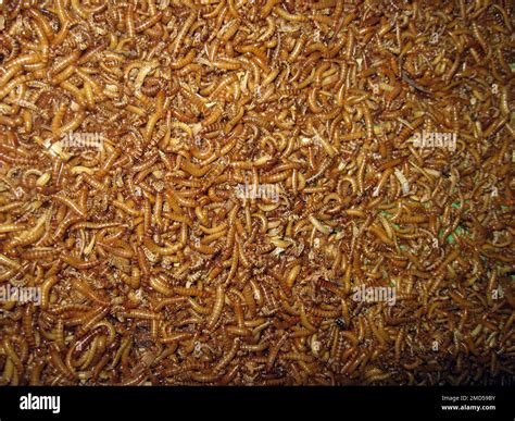 The Yellow Mealworm Tenebrio Molitor Stock Photo Alamy