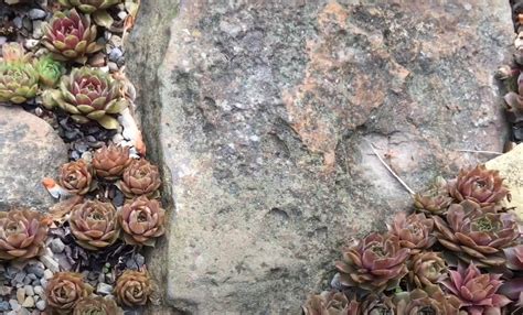 Sedum Garden Ideas Gardenprofy