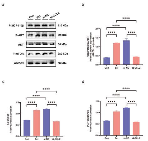 A Western Blot Bands Of Pi3kaktmtor Pathway Marker Proteins After