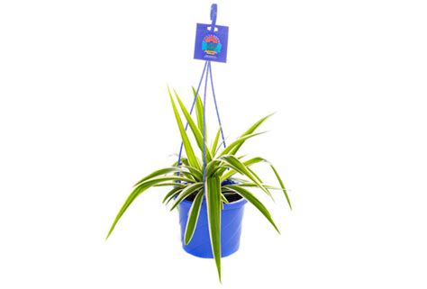 Chlorophytum-Ocean - Pohlmans The Plant People - Phone 07 5462 0477