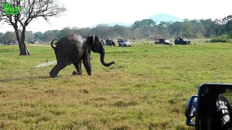 Limping Young Elephant Gets Chased And Treated By Awesome People Wild