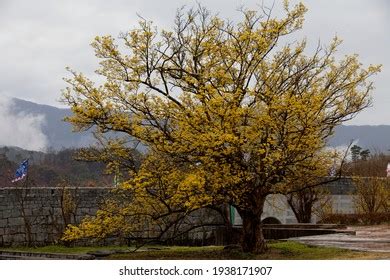 2,270 Cornelian Cherry Flower Images, Stock Photos & Vectors | Shutterstock