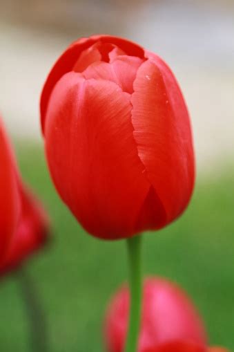 Bunte Tulpe Blume Tulpe Blume Und Grüne Blätter Hintergrund Schöne