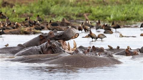 Lake Manyara National Park Wildlife | Tanzania Safari Tours