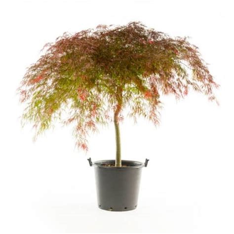 Online Orchards 2 Gal Crimson Queen Dwarf Japanese Maple Tree With