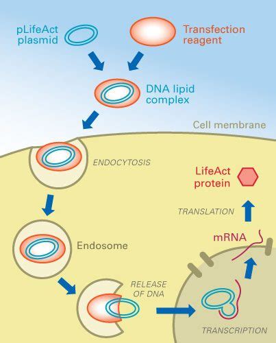 An Introduction To Transfection Society For Mucosal Immunology