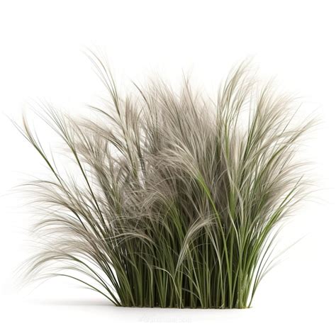 Premium Ai Image Ornamental Grass Isolated On White Backgroundi