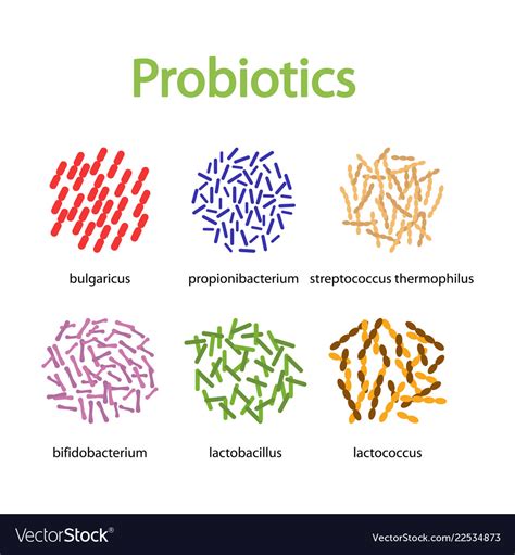 Microscopic Probiotics Set Good Bacteria Vector Image