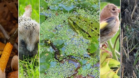 Groeiende Stinkzwam Egel En H L Veel Spreeuwen Zelf Geschoten