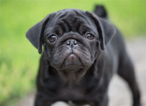 Black Pug: Is it the Right Pet for You? (+Insights and Tips)