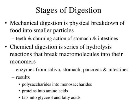 Ppt Chapter 25 The Digestive System Powerpoint Presentation Free