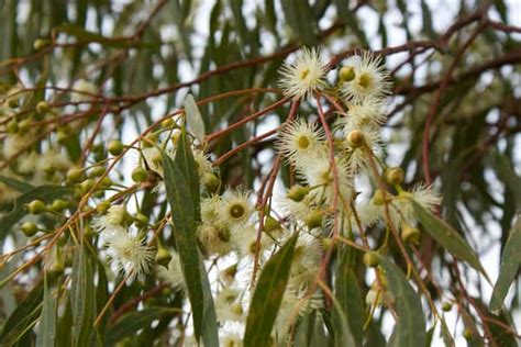 Eucalyptus camaldulensis - River Red Gum