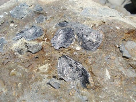 Brachiopod Leptaena Depressa Uk Fossil Collecting