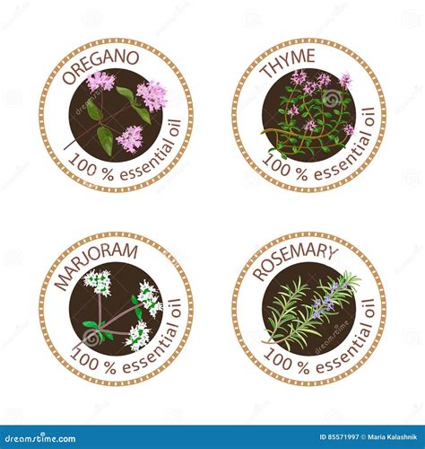 Set Of Essential Oils Labels Oregano Thyme Marjoram Rosemary Stock