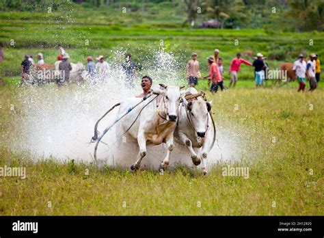 El Evento De Carreras De Toros De Pacu Jawi Que Tiene Lugar En Pueblos