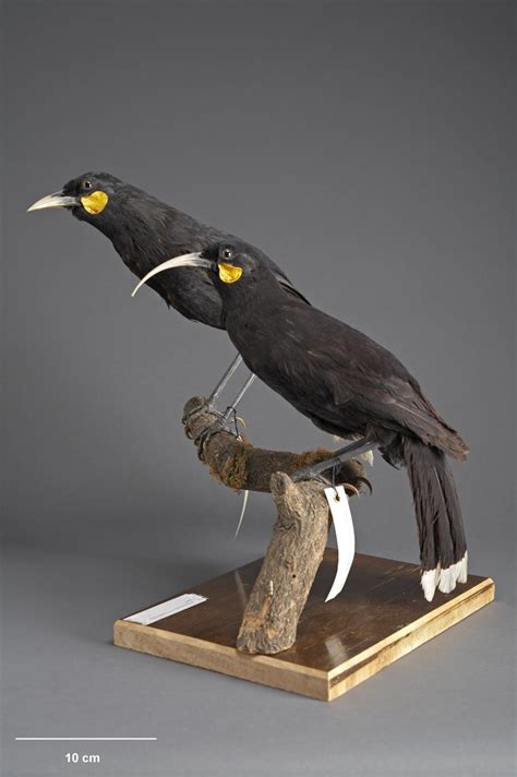 Huia Bird Facts, Habitat, Pictures and Diet