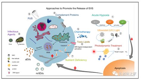 Frontiers In Oncology 西南医科大学临床医学院的韩云炜教授团队：细胞外囊泡与肝细胞癌：机遇与挑战 干细胞and免疫细胞and外