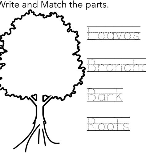 Tree Worksheets