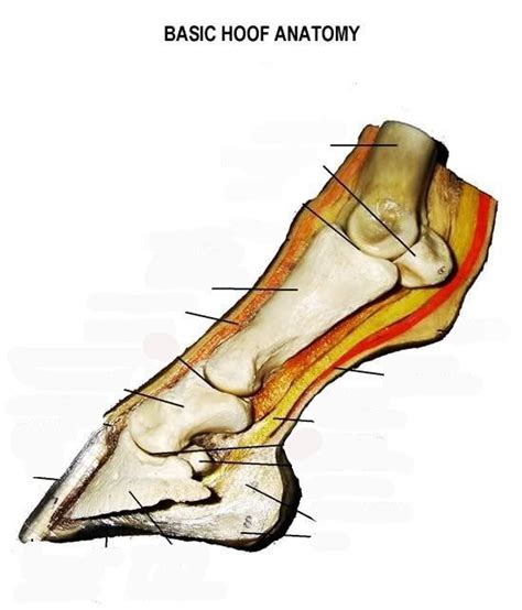 Anatomy of the Foot - Hippology 2019 (3rd) Diagram | Quizlet