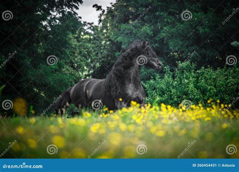 Black Friesian stallion stock image. Image of friesian - 260454431