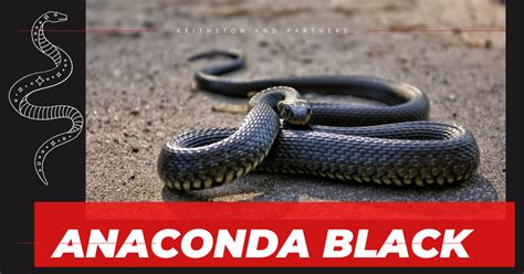 Anaconda Black Unveiling The Mystery Of This Exotic Snake