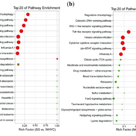 Top 20 Of KEGG Pathway Enrichment Analysis Of Candidate Genes Under