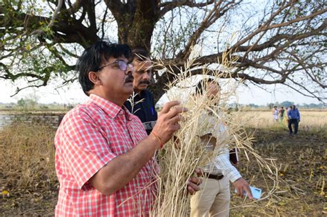 ओलावृष्टि से हुए नुकसान का आकलन करने कलेक्टर तड़के ही पहुंचे ग्रामीण