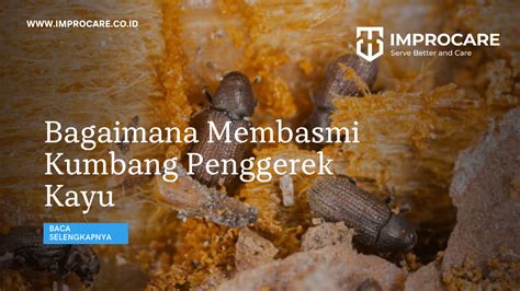 Bagaimana Membasmi Kumbang Penggerek Kayu PT Mahaka Improcare Indonesia