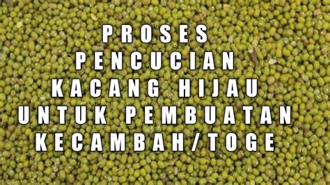 Proses Pencucian Kacang Hijau Untuk Kecambah Togekacanghijau Youtube