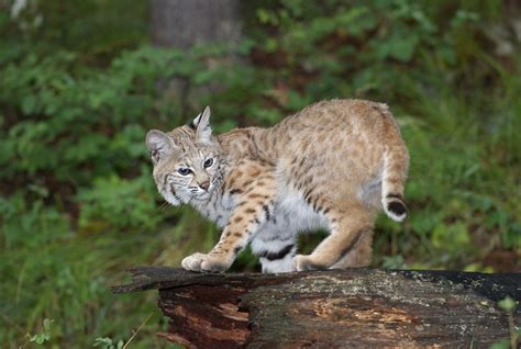 Why Bobcats Are So Fierce Scenic Hudson