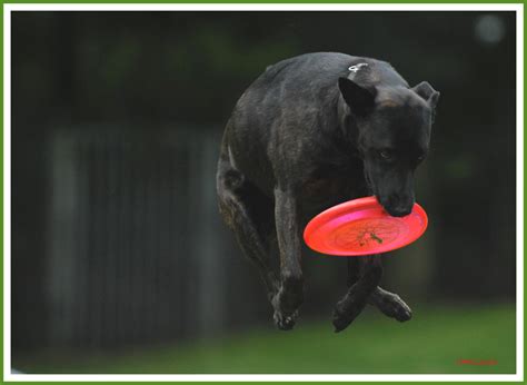 Disk-Dog (Forum für Naturfotografen)