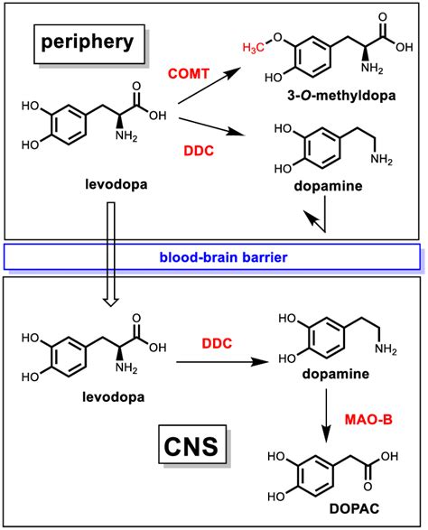 Transport And Metabolism Of Levodopa Left In The Periphery