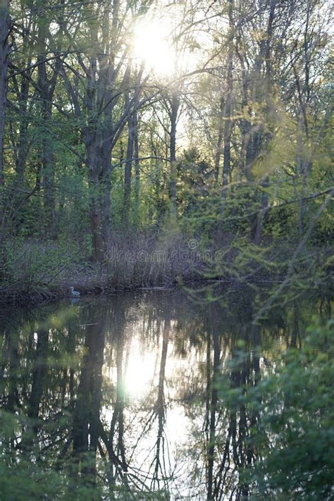 Pond At City Park At Dusk Tiergarten Berlin Germany Stock Photo