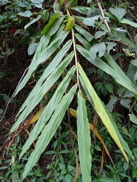 Zingiber Chrysanthum Eflora Of India