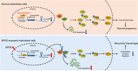 A Novel Lncrna Lnc Hz Regulates The Functions Of Human Trophoblast