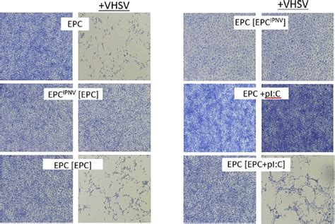 Vhsv Induced Cytopathic Effect On Epc Cells Exposed To Different Donor