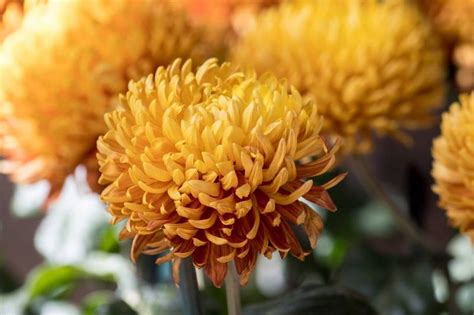 Flores Colores Y Muchos Crisantemos En El Chrysanthemum Festival