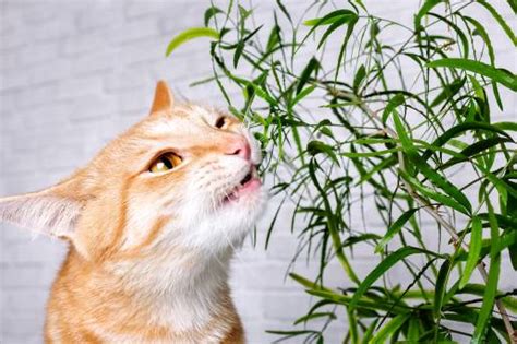 My Cat Ate Plants What Should I Do? | Our Fit Pets