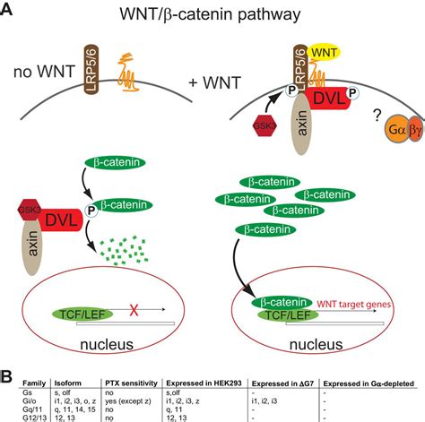 Wnt Ainduced Catenin Signaling Does Not Require Signaling Through