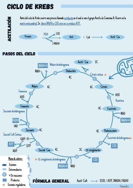 Ciclo De Krebs Poster 2 Lau Medicc Udocz