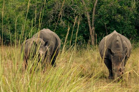 A Portrait Of Mother And A Calf Southern White Rhinos Grazing In The