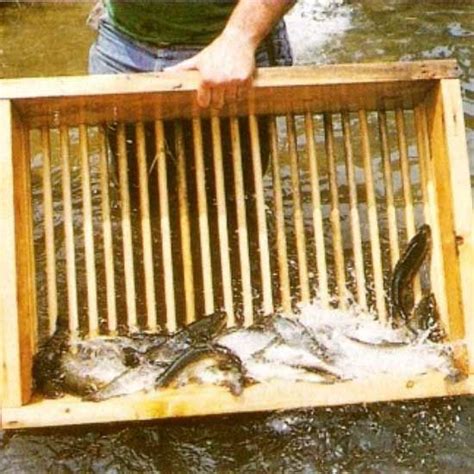 Small Scale Trout Farming Mother Earth News Trout Farming