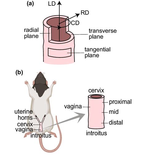 A Radial Tangential And Transverse Planes And Radial Direction Download Scientific Diagram