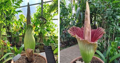 Flower That Smells Like Rotting Flesh Is Making A Stink In South Africa