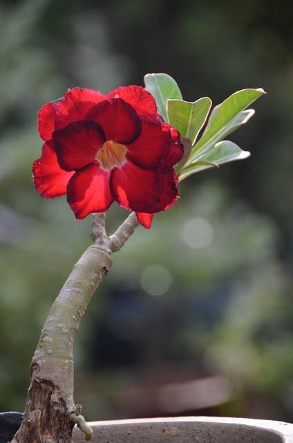 Adenium Desert Rose Red Flower Free Photo On Pixabay Pixabay